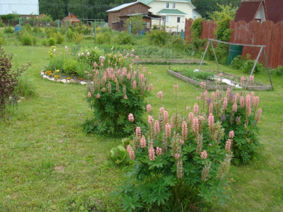 Адвокат Слезкина: за выращивание &laquo;вьюнка&raquo; может грозить уголовная ответственность