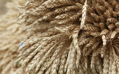 Россельхознадзор по Татарстану выдал более 1700 карантинных сертификатов