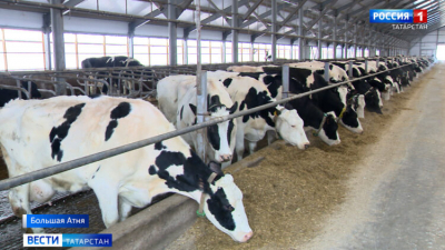 В Елабуге повышают меры предосторожности из-за случая бешенства