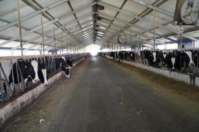 Дефицита говядины в стране нет – Минсельхоз РК