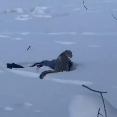 Снежный барс прокусил лицо туристке, захотевшей сделать с ним фото