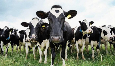 Фермеры Кыргызстана могут бесплатно получить семя племенного скота