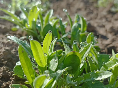 В Псковской области в 2026 году утвердят перечень опасных растений: за что можно получить штраф