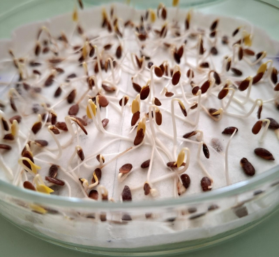 Десятки тонн семян проверили перед посевной в Подмосковье