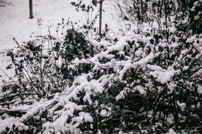 Позднякова: в Москве и области морозы ожидаются еще как минимум 10 дней