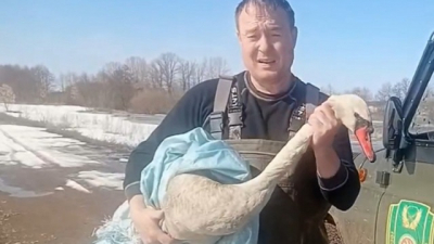 &laquo;Не мог взлететь&raquo;: в РТ спасли лебедя-шипуна, который шел на вынужденную посадку