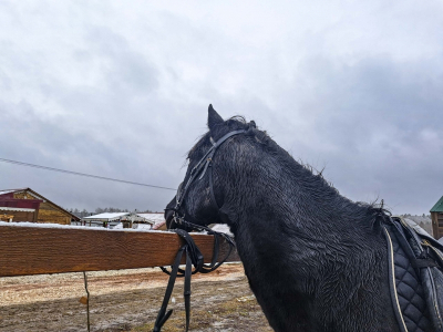 Особняк и участок беглого иноагента Невзорова* под Петербургом перешли в собственность государства