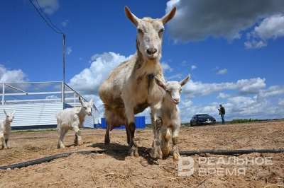 В Татарстане запретили ввоз животных и кормов из других регионов