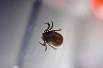 Опасны ли &laquo;клещи-мутанты&raquo; в средней полосе России, раскрыл Роспотребнадзор