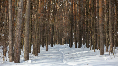 Дело об убийстве возбуждено после того, как бесследно пропал девятилетний школьник 02/02/2026 &ndash; Новости