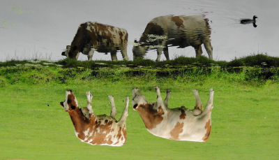Губернатор Травников: почти 190 семей в Новосибирской области лишились скота