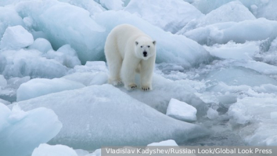 Ученый рассказал, где в России самые &laquo;кругленькие и упитанные&raquo; белые медведи