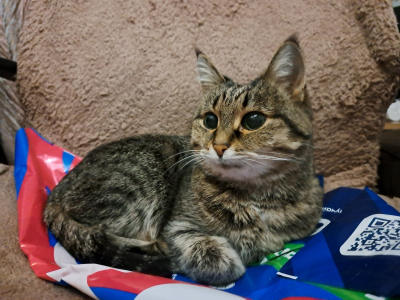 В Новосибирске ищут передержку для двух десятков животных: 18 лет без хозяйки, суды и больные коты