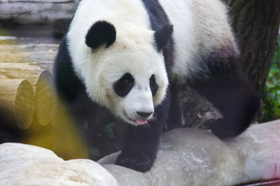 Панда Катюша в зоопарке Москвы: последние новости 17 февраля, фото, видео