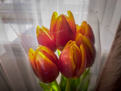 Китайские розы и голландские тюльпаны: как изменится цена на цветы к празднику в Приморье