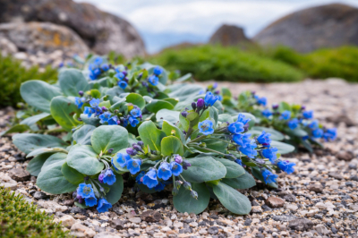 Интересный многолетник «устричный лист»: зимостойкий с красивыми пышными кустиками