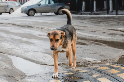 В Нижнекамске под угрозой затопления оказался приют для животных