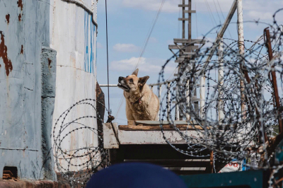 Исполкому Челнов предъявили еще три иска за укусы бродячих собак