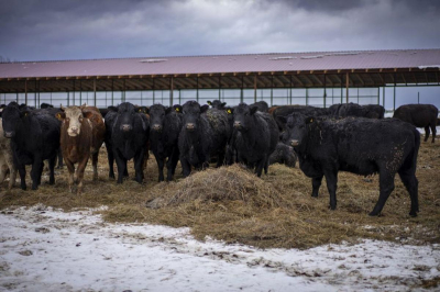 Для откорма мясного скота агрофирма &laquo;Калтымановский&raquo; в Башкирии открыла новый фидлот