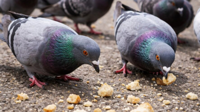 За кормление голубей во дворе россиянам грозит штраф до трех тысяч рублей 22/03/2026 &ndash; Новости