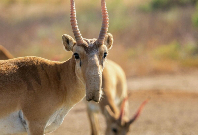 Международная конвенция CITES разрешила Казахстану торговать рогами сайги