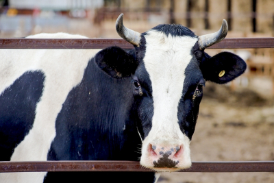 В Ленобласти в огне погибли 30 коров и молодых бычков