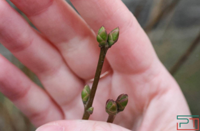 Эксперт-биолог об апрельских заморозках: минусовые температуры растениям не повредят