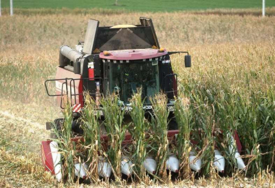 Кукуруза полностью убрана