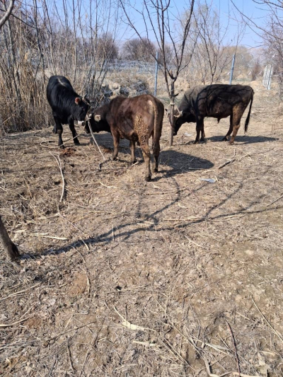 На кыргызско-таджикской границе пресекли незаконный перегон скота