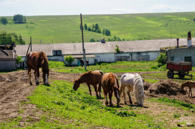 На комплексное развитие сельских территорий в РТ направят более 10,6 млрд рублей