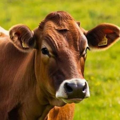 В Татарстане пресекли попытку несанкционированного завоза коров из Удмуртии