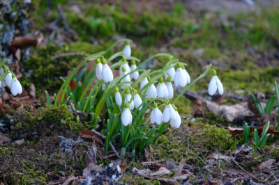 За сбор подснежников россиянам может грозить до 8 лет лишения свободы