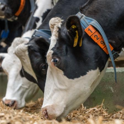 Марат Зяббаров доложил о подготовке к весенне-полевым работам и о состоянии племенного животноводства