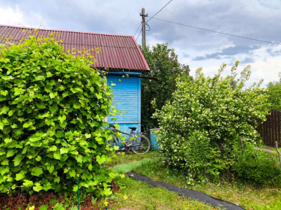 РИАН: Дачникам может грозить до восьми лет лишения свободы за коноплю на участке